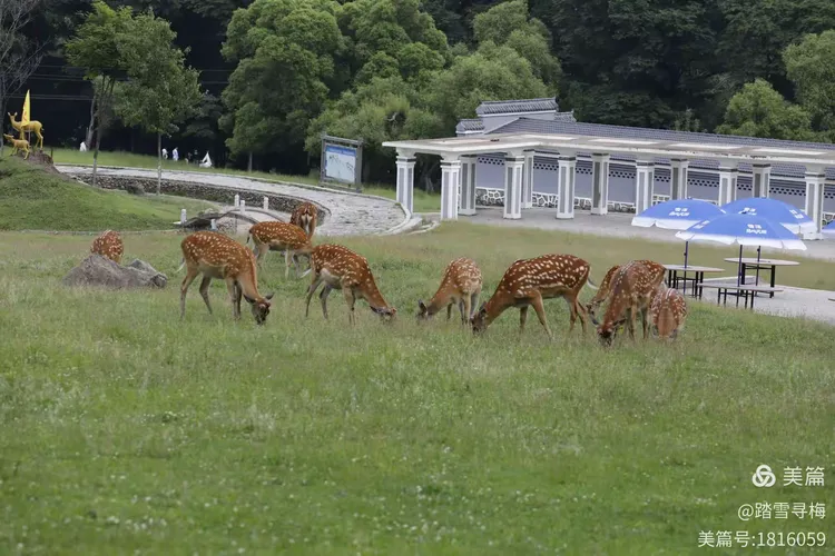 阿城～平山皇家鹿苑采风纪实